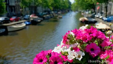 <strong>阿姆斯特丹荷兰运河</strong>花